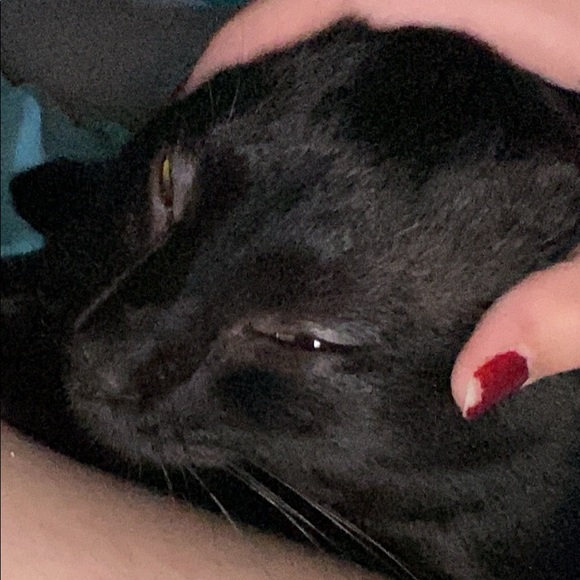 Meet your Posher, Evangeline - Picture 1 of 1